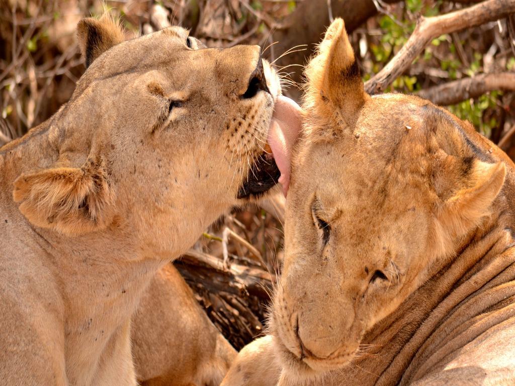 מלון Maua Ikweta Safari Camp מראה חיצוני תמונה